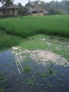 Bali pond * 480 x 640 * (74KB)